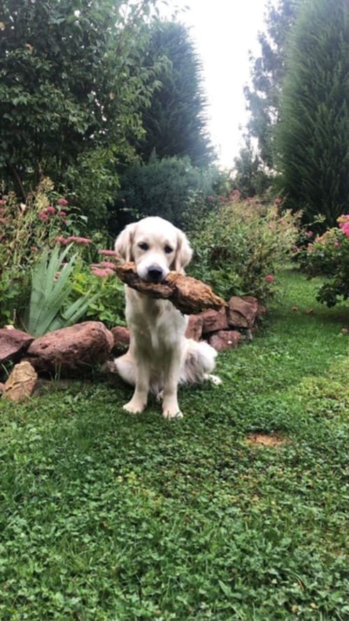 Yellow Labrador holding stick in lush garden at Le Clos d'Azel, French countryside B&B