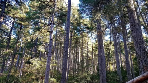 Aïtone Forest | Villa Un Sognu
