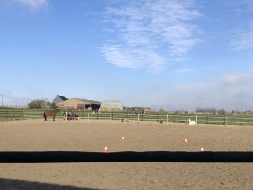 Chevaux nature brugelette