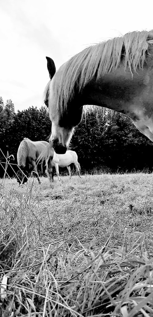 Nature brugelette