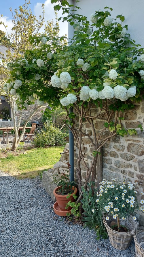 Arbuste de viorne obier en fleurs, poussant le long du mur de la dépendance de Ty Coz Breizh, chambres d'hôtes situées à Lorient, Bretagne Sud, ajoutant une touche de verdure et de charme naturel à l'environnement.