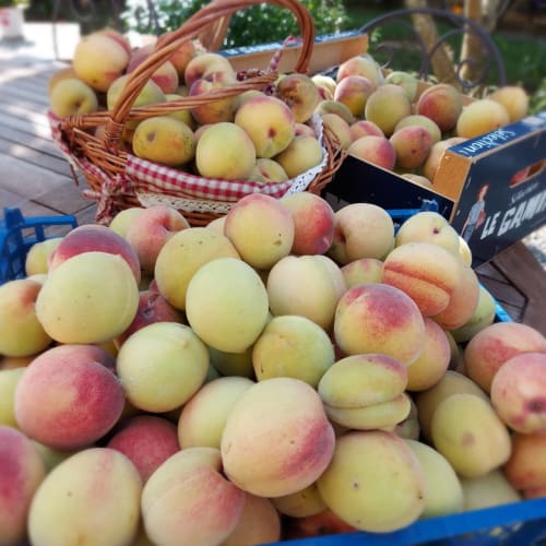 Pêches fraîches récoltées dans le jardin de Ty Coz Breizh, chambres d'hôtes situées à Lorient, Bretagne Sud, offrant des fruits délicieux et cultivés sur place dans un cadre naturel et accueillant