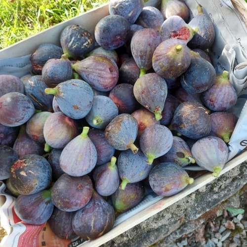 Figues fraîches récoltées dans le jardin de Ty Coz Breizh, chambres d'hôtes situées à Lorient, Bretagne Sud, offrant des fruits mûrs et savoureux cultivés sur place dans un cadre paisible et naturel