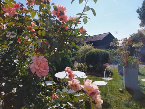 Roses en pleine floraison dans le jardin de Ty Coz Breizh, chambres d'hôtes situées à Lorient, Bretagne Sud, apportant une touche de couleur et de parfum à cet espace verdoyant et accueillant