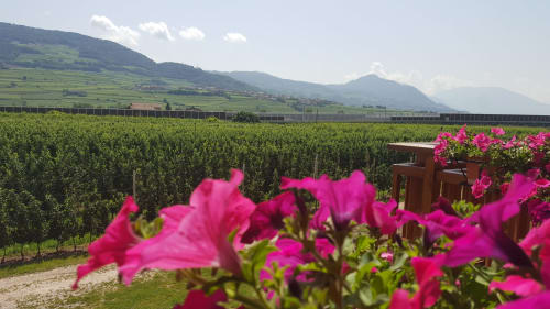 Camera singola | Agritur Clementi, camera singola, Trentino, verde, ampio bagno privato con doccia, televisore a parete, Wifi, appendiabiti, asciugacapelli, balcone con vista sul giardino.