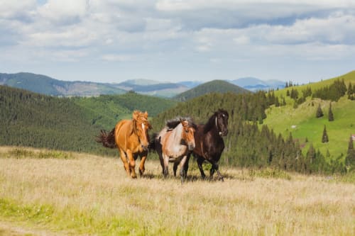 Équitation, activité d'été, Le Campcardos, hôtel restaurant, auberge de Porta, Pyrénées, France