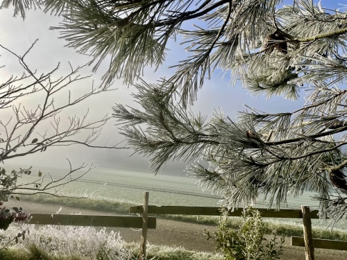 Pine branches frame coastal water view with wooden fence at Maison Monsieur Léger in Montaut