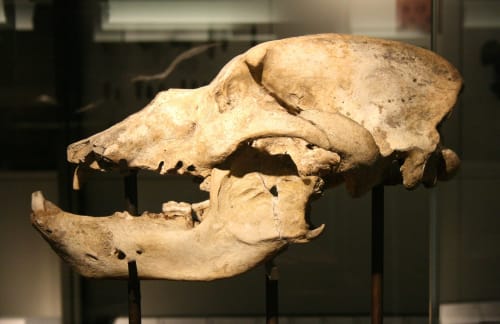 Crâne - Musée de l'ours des cavernes - Activité avec enfants - Saint-Pierre-de-Chartreuse