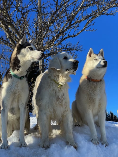 Balade dans la montagne en hiver avec nos chiens - Chambre d'hôtes Le Valombré