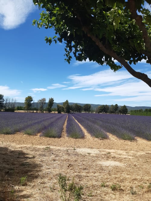 Champs de lavande dans le lubéron