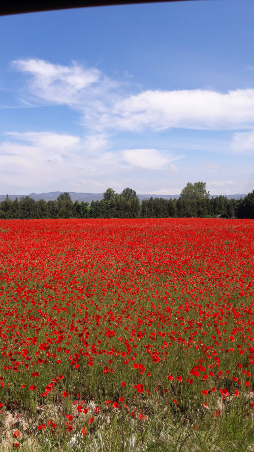 Champs de coquelicots autour de la maison d'hôtes