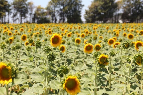Champs de tournesol