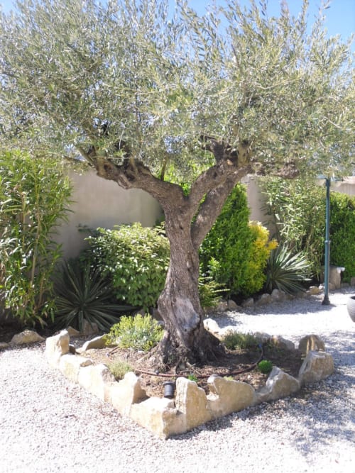 Olivier - Jardin Maison d'hôtes