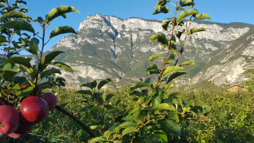 Agritur Clementi | camere in Trentino, Agritur in Trentino Alto Adige ,camere vicino all’uscita dell’autostrada, camere vicino a Trento, piste sciistiche Paganella, piste sciistiche Monte Bondone, camere economiche vicine ad Andalo, Fai della Paganella, Lago di Molveno, Lago di Tovel, mercatini di Natale, piste down hill, guest card, Agritur vicino a piste ciclabili, Agritur in Trentino, Agritur vicino a Trento, Agritur vicino all'uscita dell'autostrada