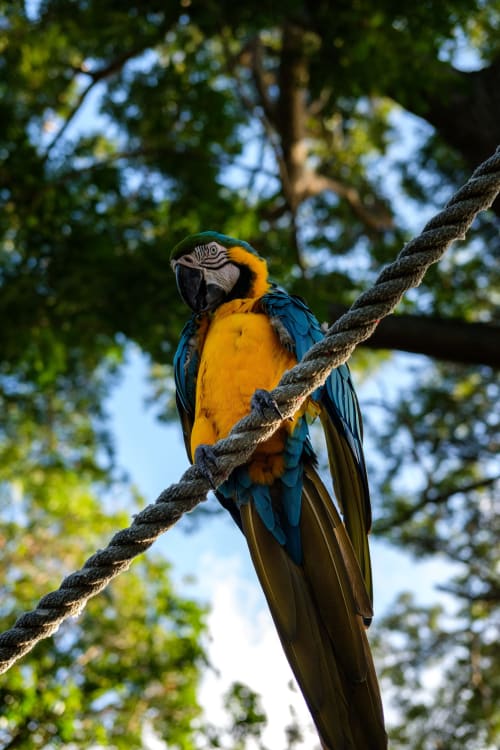 Perroquet dans le parc animalier de la Barben