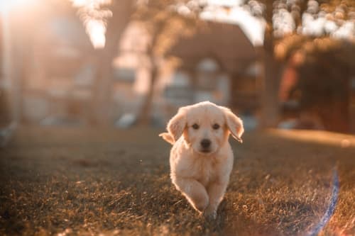 Golden Retriever se promenant sur les terrains de la Domaine Des Bois Argentés, un gîte acceptant les animaux à Pruniers-en-Sologne, France