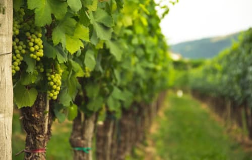 Vignobles dans l'Aude - Gastronomie - Dégustation de vins
