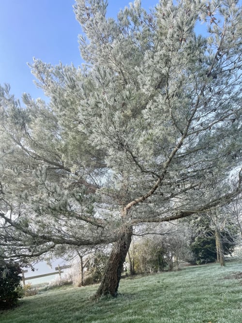 Ancient olive tree in green pasture at Maison Monsieur Léger, Montaut, France