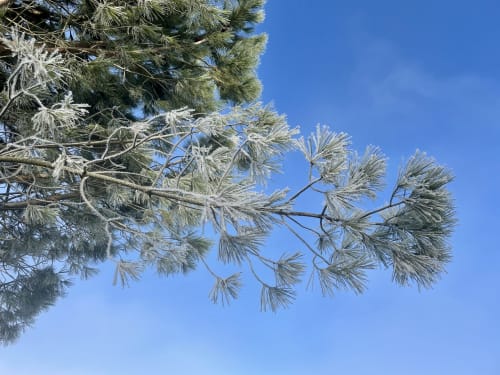 Frost-covered pine branches against blue sky at Maison Monsieur Léger vacation home in Montaut, France