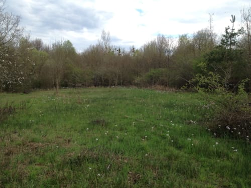 Prairie verdoyante parsemée de pissenlits au Domaine Des Bois Argentés, charmante maison d'hôtes à Pruniers-en-Sologne, France