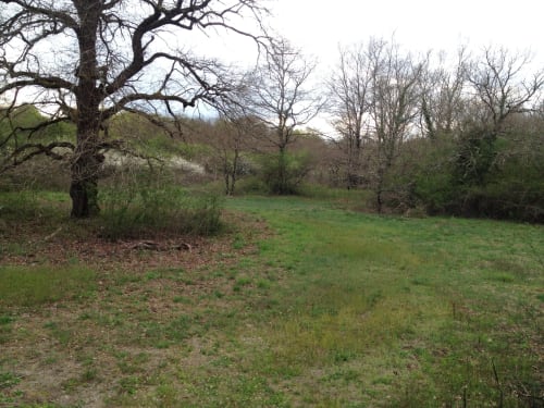 Prairie pastorale avec arbres dénudés au Domaine Des Bois Argentés, gîte de charme en Sologne, Pruniers-en-Sologne