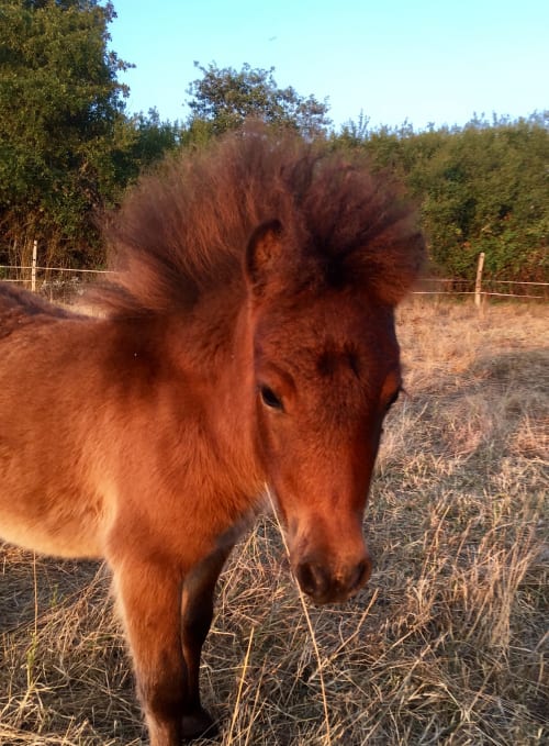 Cheval brun à crinière ondoyante au pâturage du Domaine Des Bois Argentés, Pruniers-en-Sologne