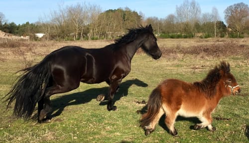 Cheval noir et poney brun broutant dans le pâturage du Domaine Des Bois Argentés, Pruniers-en-Sologne
