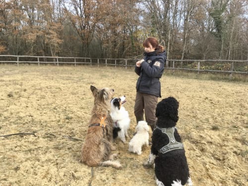 Personne entraînant trois chiens dans une arène de sable extérieure au Domaine Des Bois Argentés B&B à Pruniers-en-Sologne, France