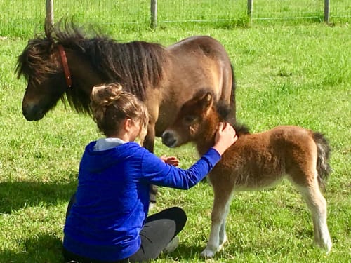 Enfant caressant un jeune bouc à la ferme Domaine des Bois Argentés à Pruniers-en-Sologne
