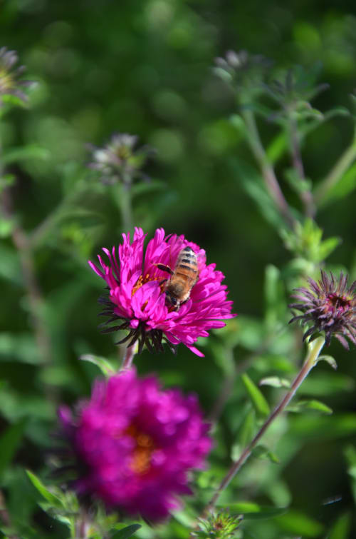 Biene im Garten