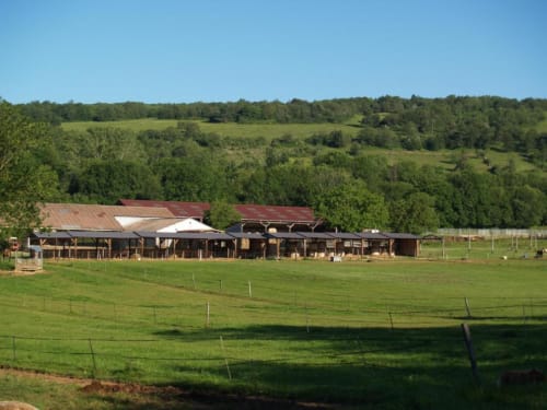 Ecurie Red Spring Ranch Américain