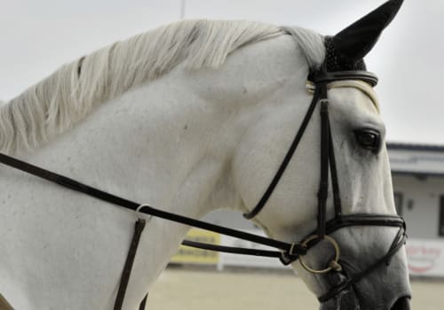 Randonnée à cheval dans le Puy de Dôme | Maison Neuve Grandval