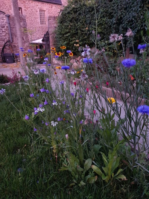 Jardin coloré aux fleurs bleues et jaunes aux Forges Du Lou, gîte à Jugon-les-Lacs, France