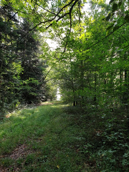 chemin de la forêt pour aller à la Tiny House Inspire en Berry Sologne