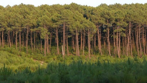 Le Sud-Gironde - Les Landes - Forêts 