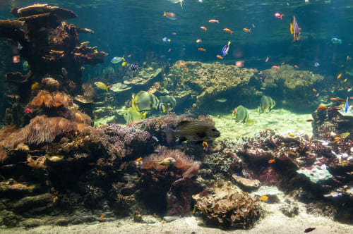 Aquarium Nausicaa à Boulogne sur Mer | Fenêtre sur  Mer