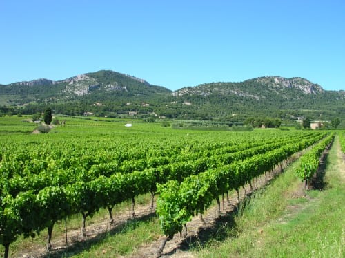Vignes dans le Lubéron | Mas la Belle Vie