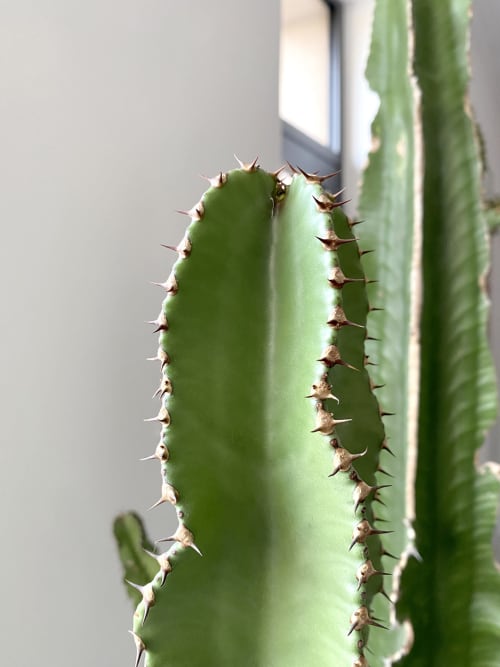 Cactus, Hôtel Paul, Aix en Provence