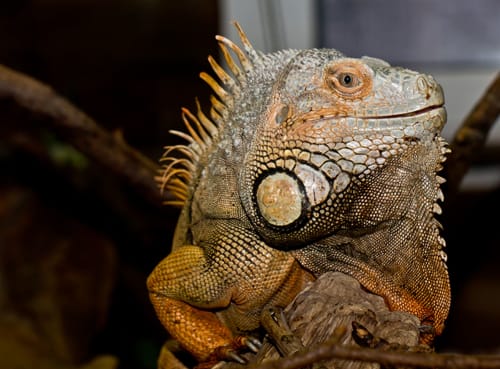 reptiland