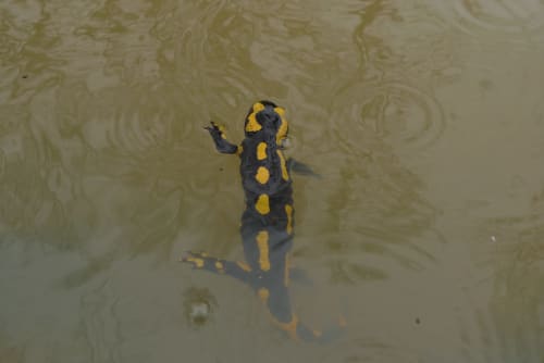 Les animaux - Séjour nature - Location de vacances insolite - Les Tramois