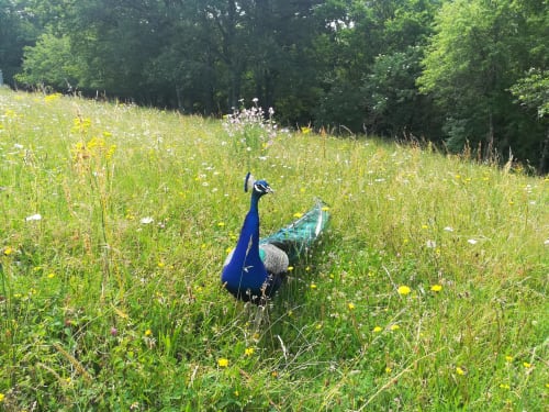 Paon en liberté - Vacances insolites en Bourgogne - Séjour nature - Les Tramois