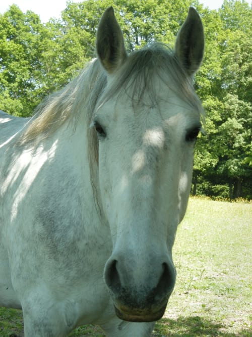 Cheval - Parc arboré - Les Tramois, Donzy