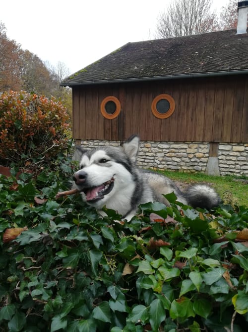 Le chien - Les Tramois, Espace nature