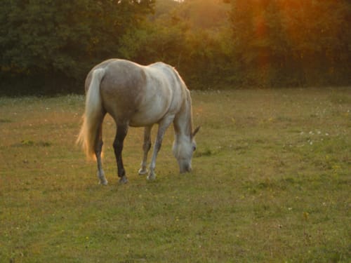 Cheval dans le pré au couché de soleil - Nuit insolite en Bourgogne