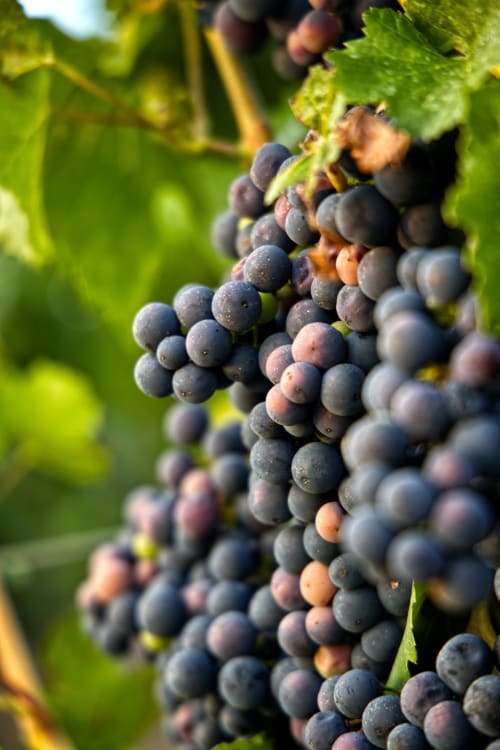 Visiter la Bourgogne - Les Tramois, Donzy