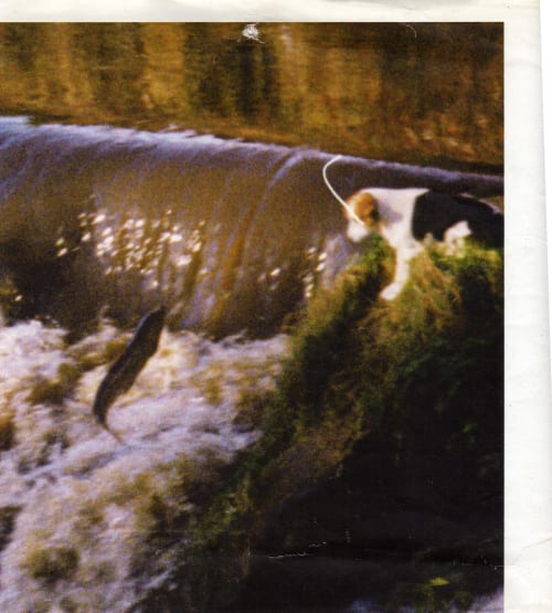 saumon sauvage léguer -Moulin du Pont Neuf 