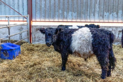 Ferme, vache, animaux, Flopré, chambre d'hôte, gîte de France, Flocourt.