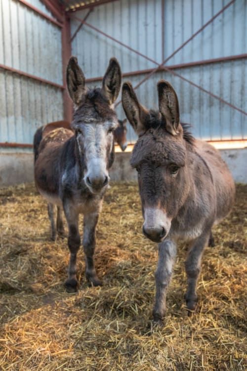 ânes, animaux, ferme, Flopré, chambre d'hôte, gîte de France, Flocourt.