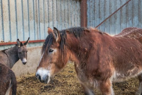 Cheval, ferme, activités, Flopré, chambre d'hôte, gîte de France, Flocourt.
