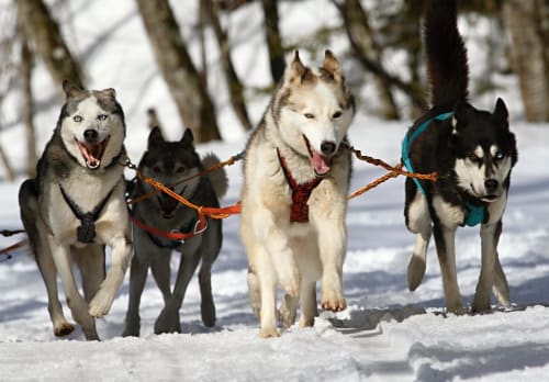 Traîneaux à chiens courant dans la forêt enneigée à Valloire, hôtel Couleurs Montagne